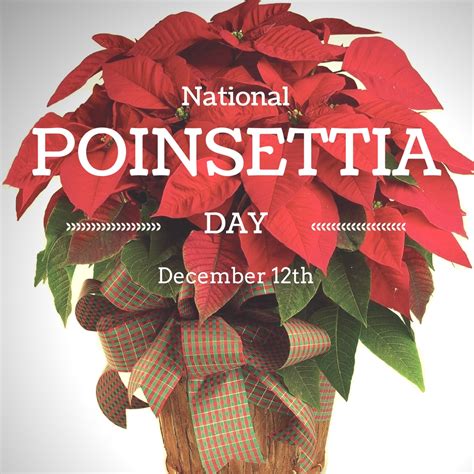 Celebrating National Poinsettia Day on December 12th - Enchanted ...