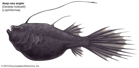 Anglerfish | Deep-sea, Benthic, Adaptations | Britannica