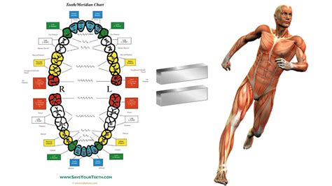 Tooth Meridian Chart - Emerginnova