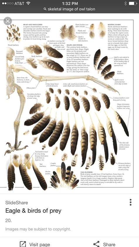 Pin by Shelley Joanne on hoot and claw | Bird anatomy, Owl feather ...