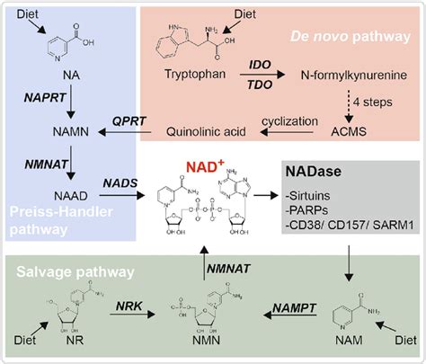 Three distinct pathways for NAD biosynthesis. See the main text for ...