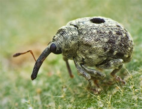 weevil-snout | BUG UNDER GLASS