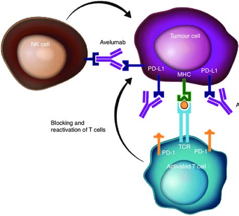 Avelumab's dual mechanism of action. Avelumab is a human IgG1 ...