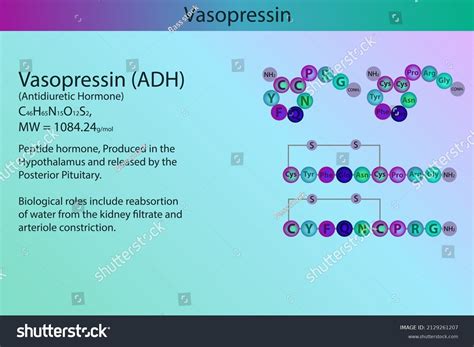 Vasopressin Adh Hormone Peptide Structure Infographic Stock Vector ...