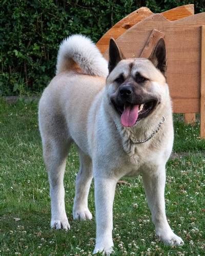 Akita Inu Lifespan – How Long Do They Live? [Get Answer]