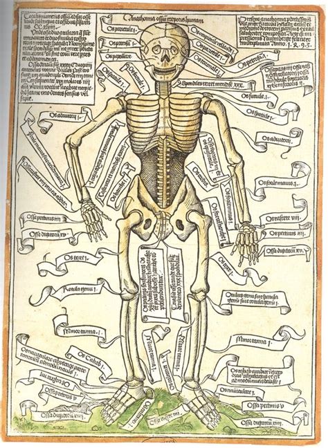 JF Ptak Science Books: A Bit on the History of the Insides of Things: Renaissance Anatomy