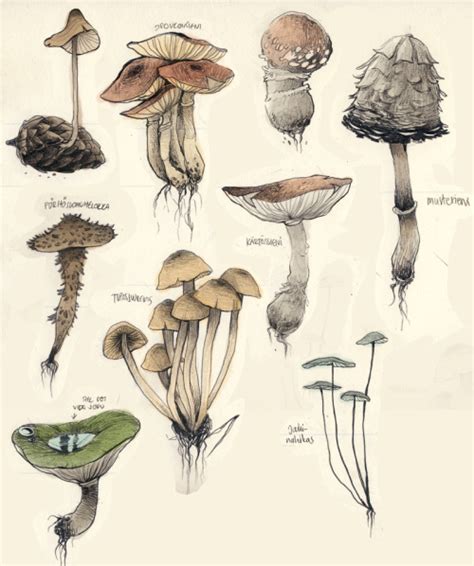 Mushroom Art Drawing - Drawing Skill