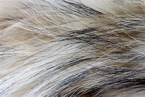 Soft Fur Texture 2 Free Stock Photo - Public Domain Pictures