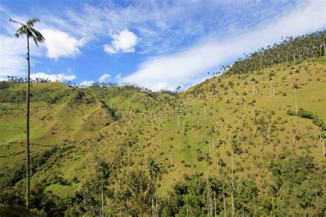 Landscape of Wax Palm Trees in Cocora Valley Near Salento, Colombia Stock Photo - Image of ...