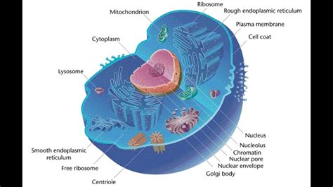 Staco Animal Cell Model Labeled / One Teacher's Adventures: Grade 8 Animal Cell Models - Suba ...