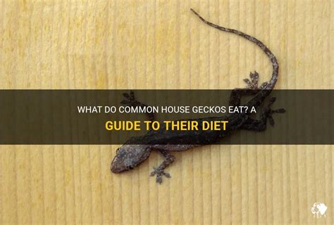 What Do Common House Geckos Eat? A Guide To Their Diet | PetShun