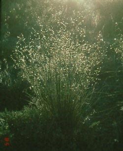 Indian Ricegrass | USU