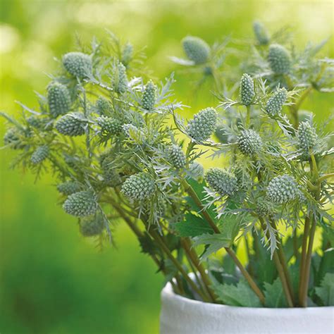 Sea Holly Bouquet | Bloom UK