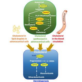 Cholesterol synthesis and steroidogenesis in the adrenal gland. | Download Scientific Diagram