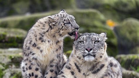 Download wallpaper 1920x1080 snow leopards, big cats, animals, tenderness, wildlife full hd ...