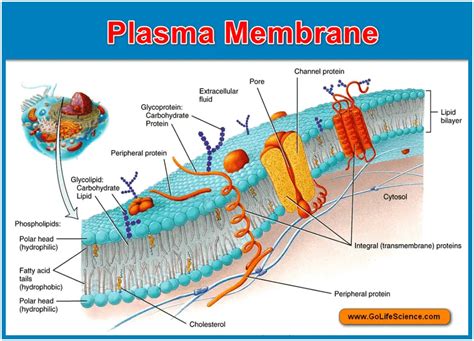 Plasma membrane : Basic structure, composition and Function