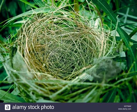 Nest Of Bulbul Bird High Resolution Stock Photography and Images - Alamy