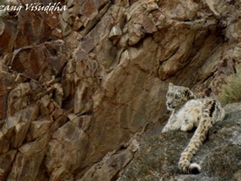 Best of Ladakh Wildlife Tours in Ladakh. Ladakh is a rich repository of ...