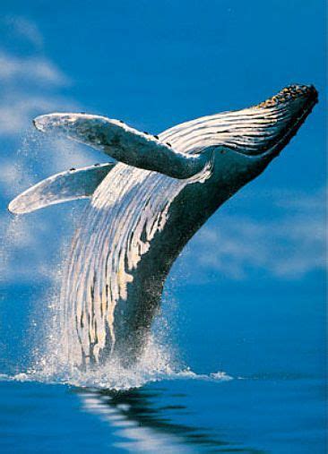 Humpback Whales - Painting Art by Barry Ingham | Albino animals, White humpback whale, Whale