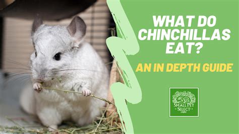 What Do Chinchillas Eat? A Comprehensive Nutrition Guide | Small Pet Select Blogs | Small Pet Select