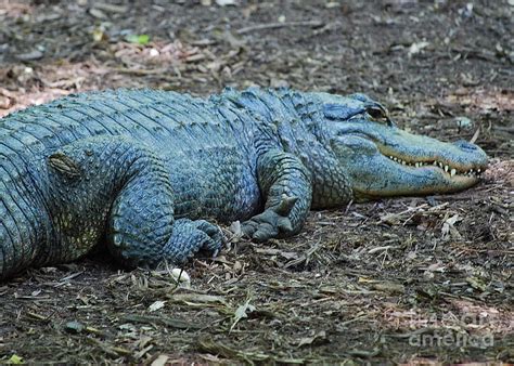 Big Blue Gator Photograph by Mark Spearman