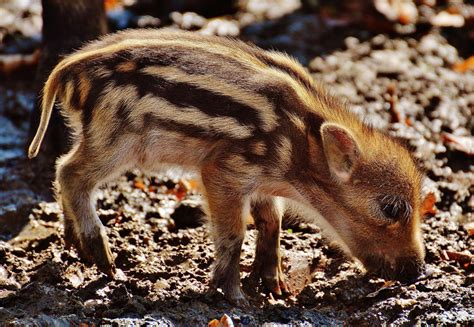 Fotos gratis : dulce, linda, fauna silvestre, Zoo, pequeña, mamífero, bebé, cerdito, vertebrado ...