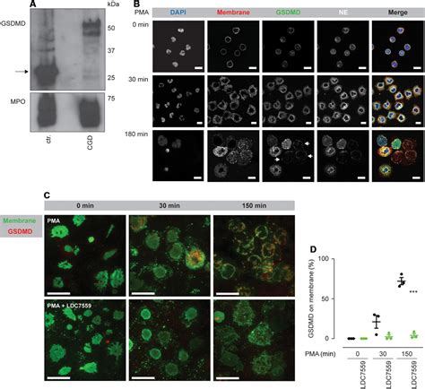 Gasdermin D plays a vital role in the generation of neutrophil ...