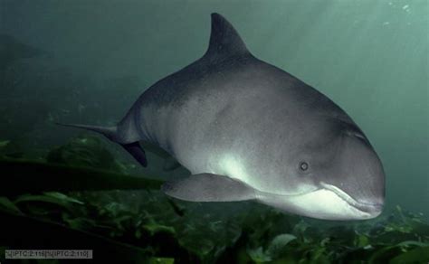 BBC Nature - Harbour porpoise videos, news and facts