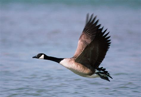 Goose | Anatomy, Migration & Behavior | Britannica