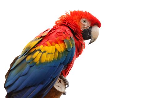 Scarlet Macaw Free Stock Photo - Public Domain Pictures