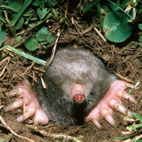 The Incredible Hearing Abilities of Moles - How Moles Navigate Their Underground World