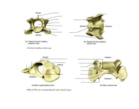 cat typical cervical vertebrae and atlas Diagram | Quizlet