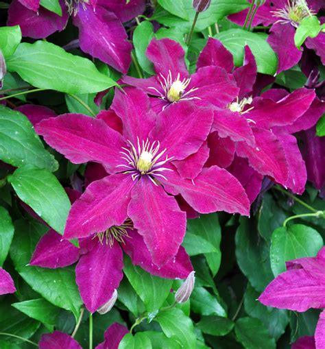 Pink Clematis by Forestina-Fotos on DeviantArt