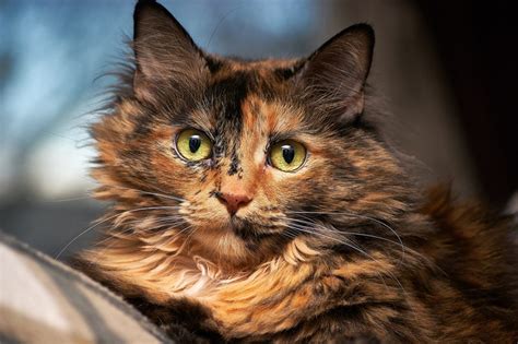 Tortoiseshell Cats – fun facts about the cat with ‘Tor-titude’ - PetReview