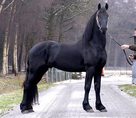 Képtalálat a következőre: „fekete mén” | Horses, Animals beautiful ...