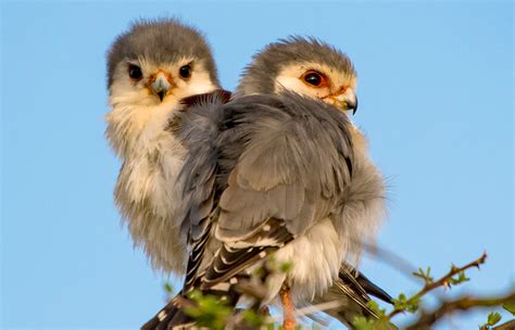 African pygmy falcon | San Diego Zoo Animals & Plants