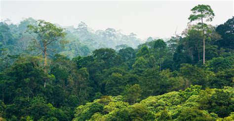 Bosque Tropical: flora, fauna, tipos y características