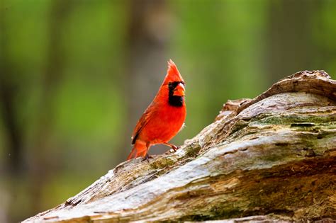 Birds In Delaware: 25 Species You Must-See While In This State