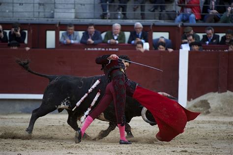 What Really Happens to Fighting Bulls After the Fight? | Live Science