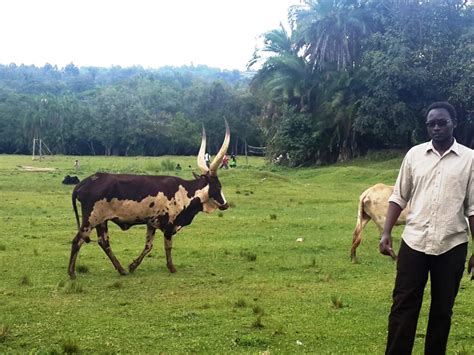 The Ankole longhorn | At Kitale Nature Conservancy, Kenya | Peter ...