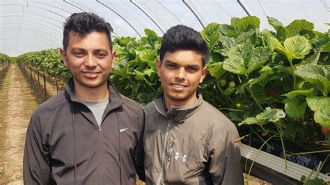 UK farmers turn to Nepal and Tajikistan for fruit pickers - BBC News