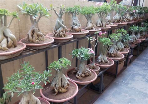 Bonsai Adenium Plant Available | Bonsai Adenium Plant