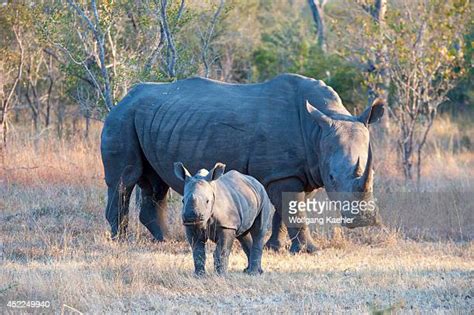 Baby White Rhino Photos and Premium High Res Pictures - Getty Images