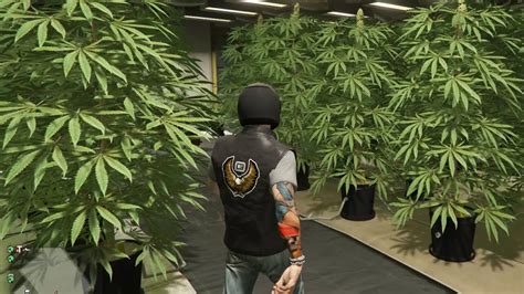 Ep69 Dude! MC Weed Farm! From Tiny Clone To Fully Grown! - Let's Play GTA 5 Online PC 1080p HD ...