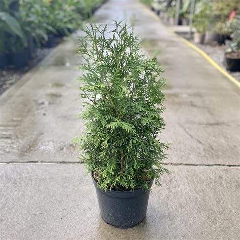 Buy Thuja occidentalis - Architectural Plants