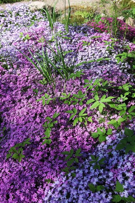 Cover Backyard Bald Spots with These Ground Cover Flowers | Ground cover plants, Ground cover ...