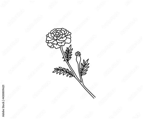 Vector isolated marigold contour line drawing. Colorless black and ...