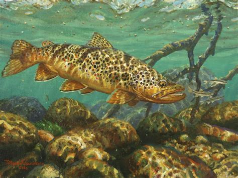 BROWN TROUT & LONGNOSE DACE | Artists for Conservation