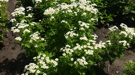 How to Plant, Grow and Care For Feverfew