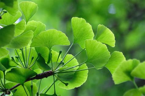 7 Ginkgo Biloba Benefits And Side Effects